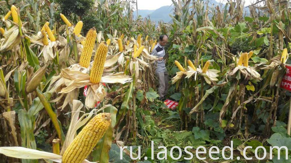 Yellow Corn Maize